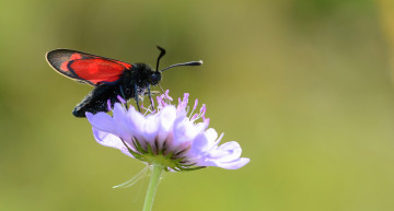 Картинка животные бабочки +мотыльки +моли усики фон насекомое травинка макро крылья бабочка