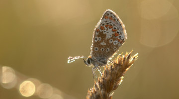 Картинка животные бабочки +мотыльки +моли усики крылья макро бабочка фон насекомое травинка
