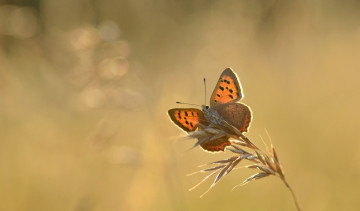 Картинка животные бабочки +мотыльки +моли насекомое утро бабочка макро травинка капли фон роса