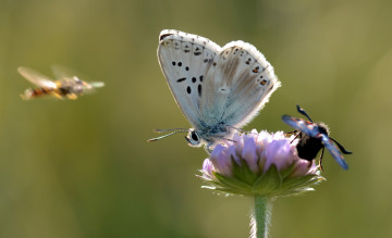 Картинка животные бабочки +мотыльки +моли бабочка макро усики крылья