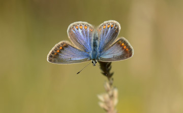 Картинка животные бабочки +мотыльки +моли крылья усики бабочка макро