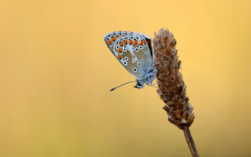 Картинка животные бабочки +мотыльки +моли макро травинка крылья бабочка