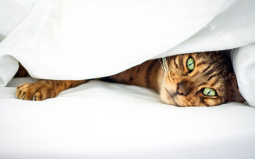 Картинка животные коты кошка кот полосатый простынь ткань