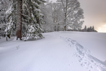 Картинка природа зима сугробы снег деревья