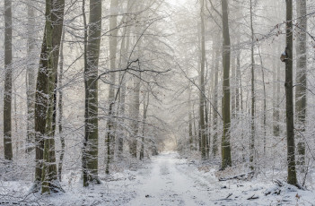 Картинка природа дороги пейзаж дорога деревья лес зима