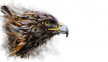 Картинка рисованное животные +птицы +орлы арт фон птица орел клюв профиль