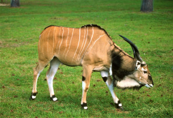 Картинка животные антилопы трава антилопа