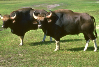 Картинка животные коровы +буйволы трава быки