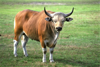 Картинка животные коровы +буйволы трава бантенг
