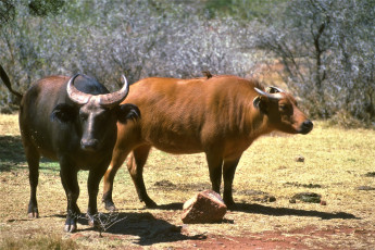 Картинка животные коровы +буйволы саванна буйволы кусты