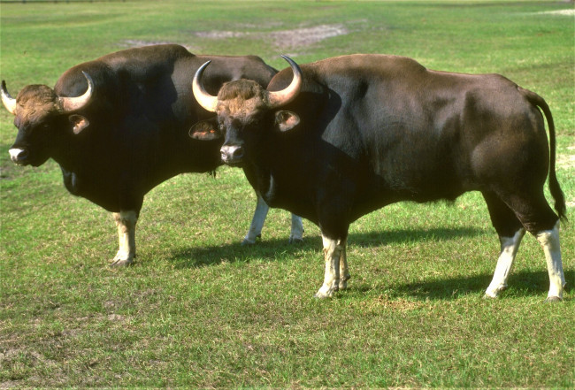 Обои картинки фото животные, коровы,  буйволы, трава, быки
