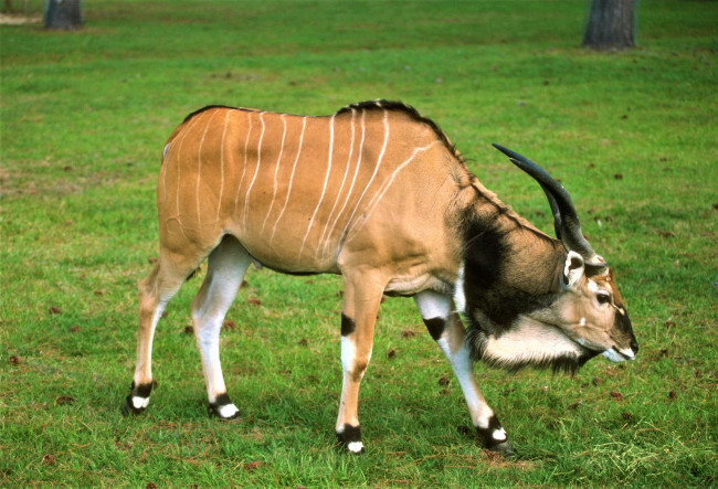 Обои картинки фото животные, антилопы, трава, антилопа