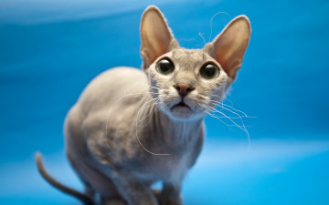 Картинка животные коты сфинкс кошка