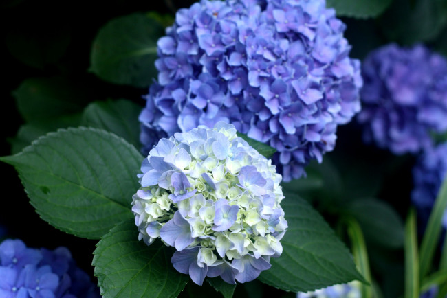 Обои картинки фото цветы, гортензия, синий, голубой