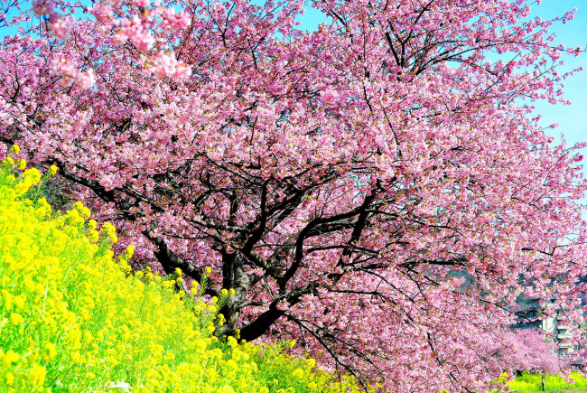 Обои картинки фото цветы, сакура, вишня, ветки