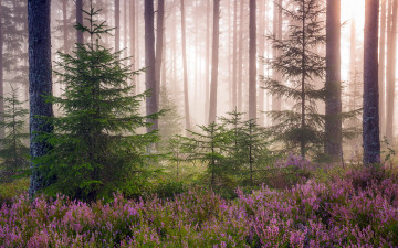 Картинка природа лес деревья туман капли