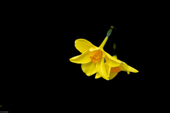 Картинка цветы нарциссы желтые черный фон