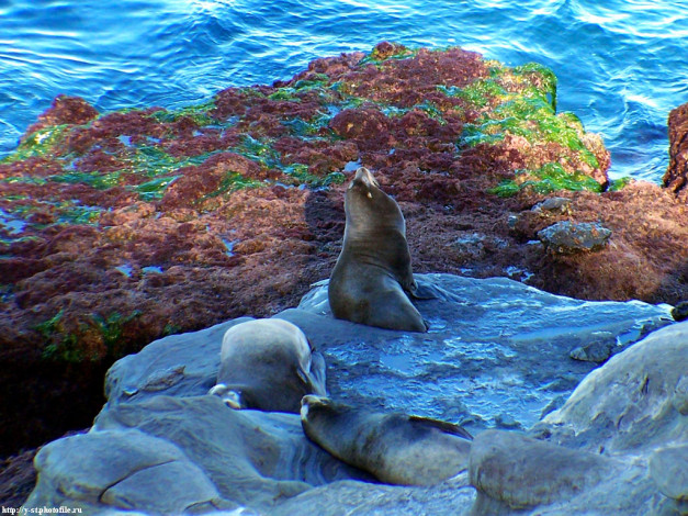 Обои картинки фото seals, животные, тюлени, морские, львы, котики