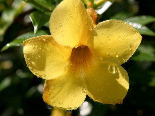 Картинка цветы алламанда желтый капли макро