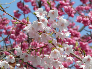 Картинка цветы сакура вишня яблоня ветки