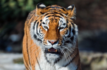 Картинка тигр животные тигры морда взгляд