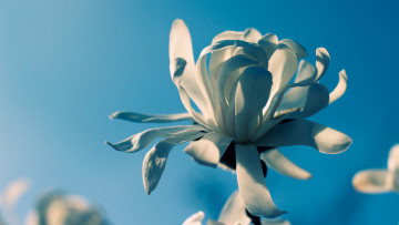 Картинка цветы магнолии белый синий цветок
