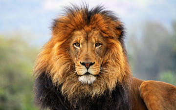 Картинка лев животные львы морда грива