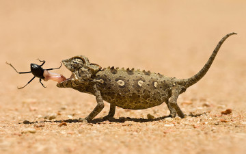 Картинка животные хамелеоны ящерица жук
