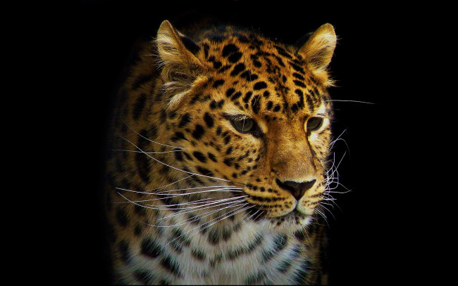 Обои картинки фото леопард, рисованные, животные, ягуары, леопарды, морда, усы
