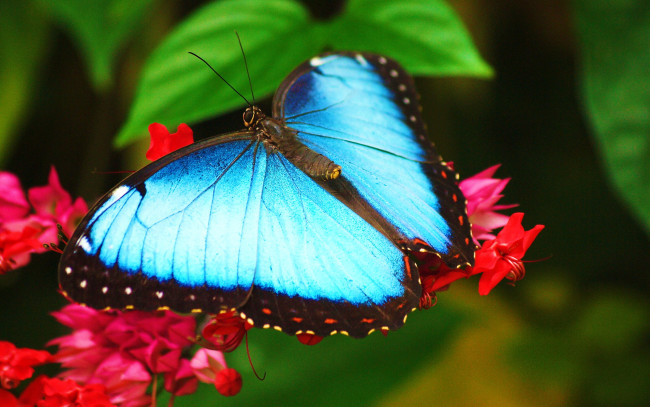Обои картинки фото морфо, животные, бабочки, голубая, бабочка, на, цветке