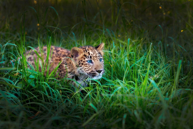 Обои картинки фото леопард, траве, животные, леопарды, фотошоп, котёнок, трава