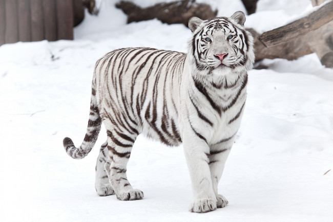 Обои картинки фото тигр, на, снегу, животные, тигры, смотрит, стоит