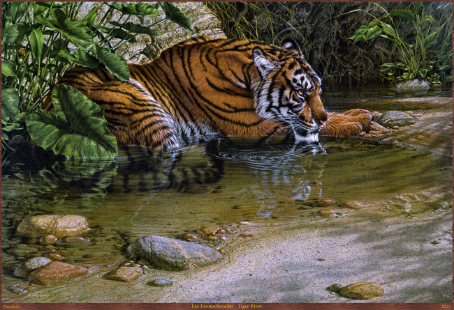 Обои картинки фото lee, kromschroeder, tiger, river, рисованные, тигр