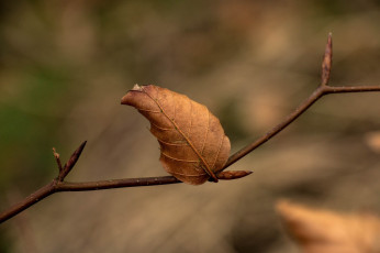 Картинка природа листья ветка макро осень