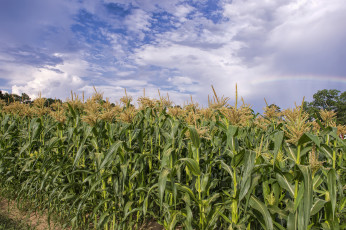 Картинка природа поля кукуруза облака поле