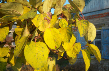 Картинка природа листья жёлтые