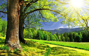 Картинка природа деревья горы лучи солнце дорога трава поляна лес