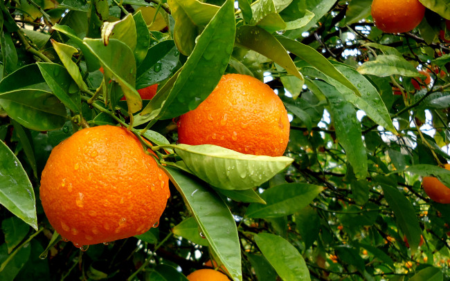 Обои картинки фото природа, плоды, дерево, апельсин, листья, фрукт, капли, дождь