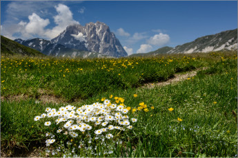 Картинка природа луга цветы горы трава
