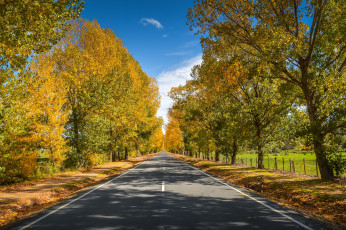 Картинка природа дороги шоссе листва деревья осень