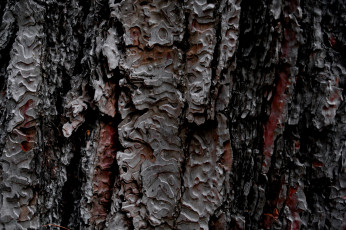 Картинка разное текстуры фон текстура дерево кора