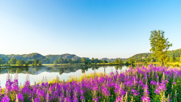 Картинка природа реки озера цветы берег озеро