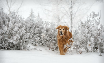 Картинка животные собаки друг взгляд собака рыжая зима