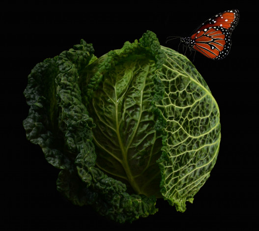 Обои картинки фото еда, капуста и её разновидности, бабочка, кочан