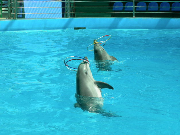 Обои картинки фото дельфины, животные, обручи