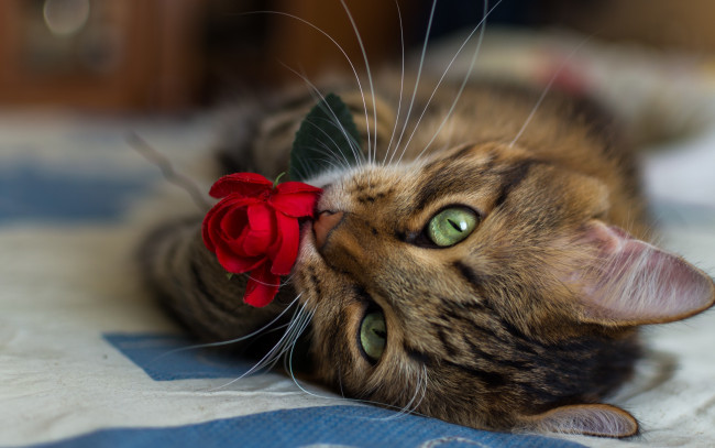 Обои картинки фото животные, коты, крупный, план, цветок, кошка, усы, красная, роза
