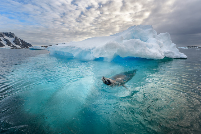 Обои картинки фото животные, тюлени,  морские львы,  морские котики, тюлень, лед