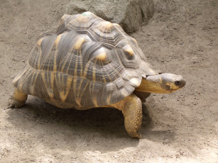 Картинка животные Черепахи Черепаха панцирь рептилия пресмыкающиеся