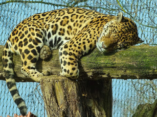 Картинка животные леопарды сон