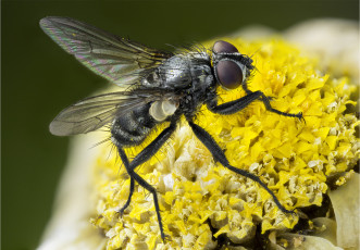 Картинка животные насекомые муха